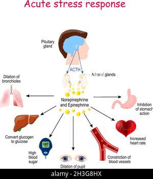 acute stress response (hormone). Cortisol Adrenalin Fight-or-flight ...