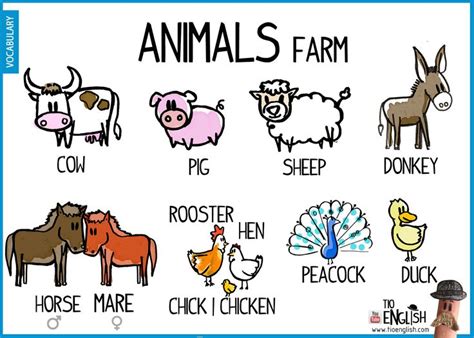 Vocabulary of animals in English: FARM ANIMALS | Farm vocabulary, Vocabulary, Learn english