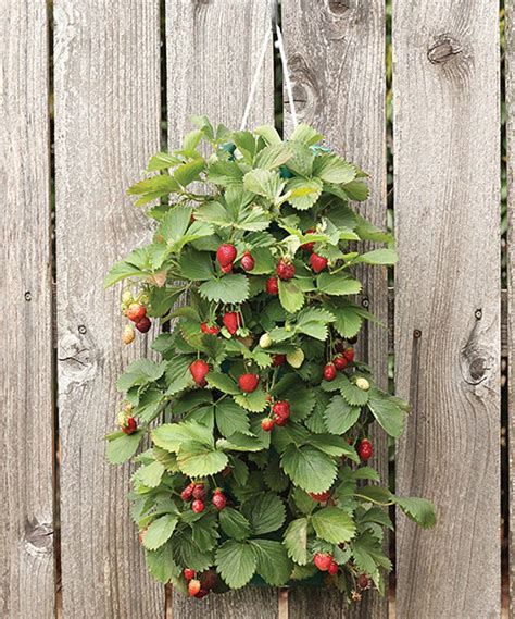 Take a look at this Hanging Strawberry Pouch & 10 Bare Root Plants Set ...