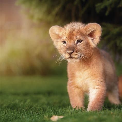 List 92+ Pictures Lion And Cub Images Sharp