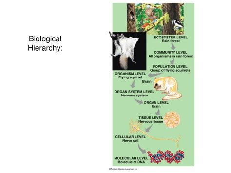 PPT - Biological Hierarchy: PowerPoint Presentation, free download - ID ...