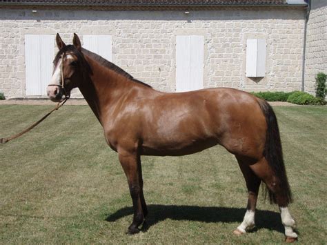 Galería de imágenes: Caballos criollo