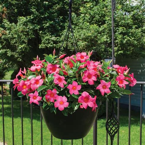 Hanging Flower Baskets Delivered | Best Flower Site