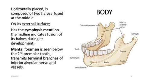 Course 2016 MANDIBLE vMUSCLES OF MASTICATIONvANDvTEMPOROMANDIBULAR JO…