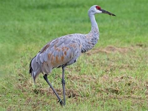 Gruidae Browse by Family, All About Birds, Cornell Lab of Ornithology