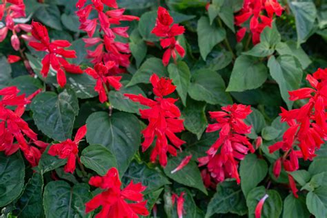 Red Salvia: Plant Care & Growing Guide