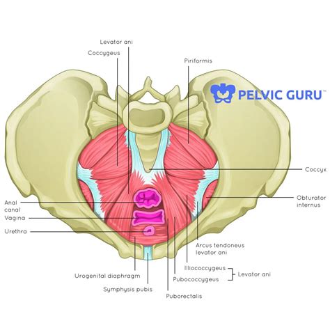 How do I know if I have pelvic floor dysfunction? - Hudson Valley ...