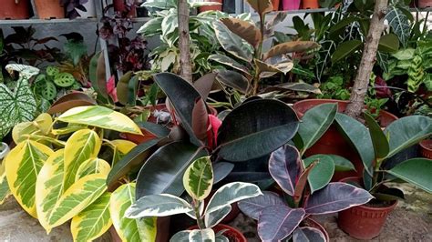 Ficus Plant Varieties | Home and Garden Reference