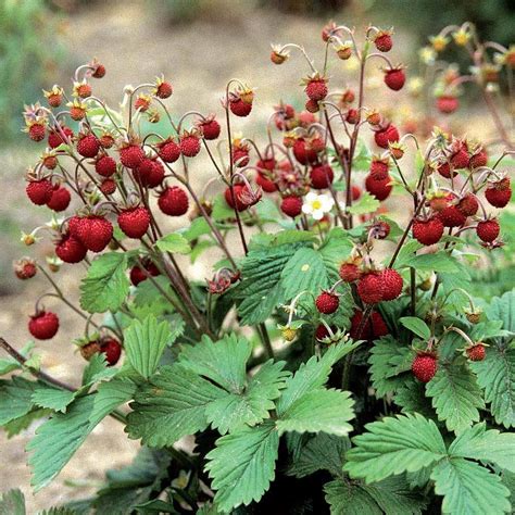 Wild Runnering Woodland Strawberry 50+ Seeds - Store - Strawberry Seed Store Strawberry Seed Store