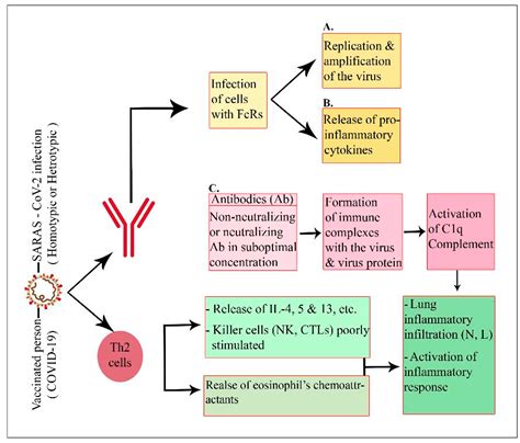 Pathogens | Free Full-Text | The Role of Immunity in the Pathogenesis ...