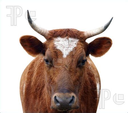 Swiss parliament to discuss cow horns