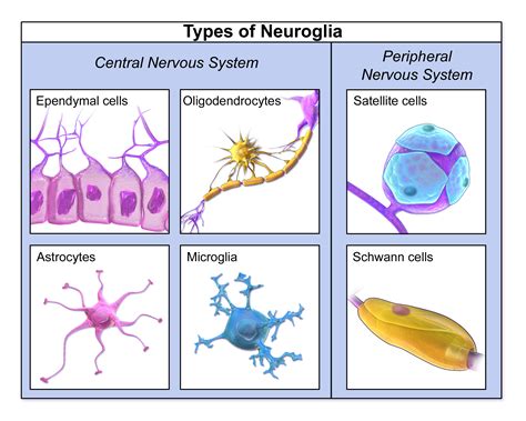 Neuroglía - Dicciomed: Diccionario médico-biológico, histórico y etimológico