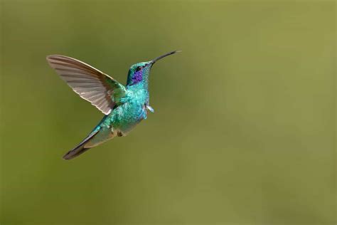 Hummingbirds in Florida: 17 Stunning Species To Keep an Eye Out For