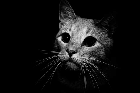 Black and White Cat Wallpapers - Top Free Black and White Cat ...