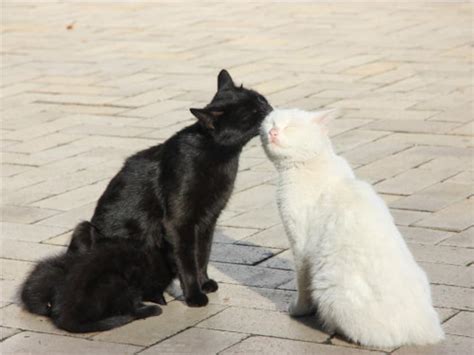 Black and White Cats in Love Kissing Cute Nice Heart Warming Cat Poster Print Paper OR Wall ...