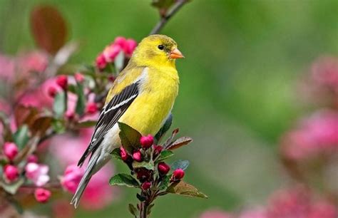 All About the Colorful Finch Bird Family - Birds and Blooms