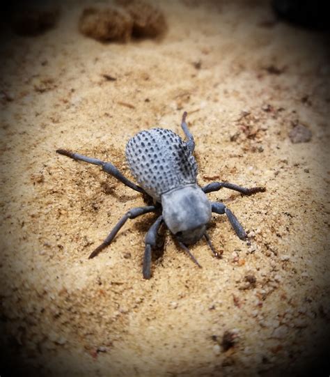 Blue Death Feigning Beetle - Educational Pets - Blue Death Feigning ...