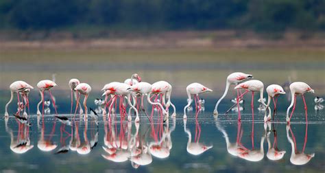 Nal Sarovar bird sanctuary Ahmedabad (Entry Fee, Timings, Safari, Best ...