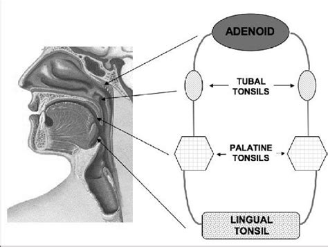 Pharyngeal lymphoid tissue of Waldeyer's ring comprises the adenoid,... | Download Scientific ...