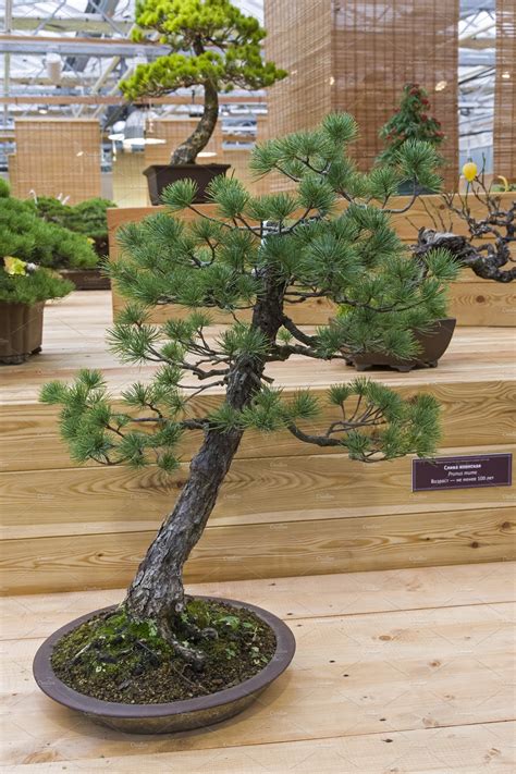 Bonsai tree - Japanese white pine | High-Quality Nature Stock Photos ...