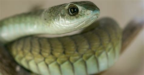 Boomslang - Wiki Point