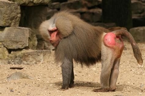 Facts About Baboons | Baboon, Monkey world, Primates