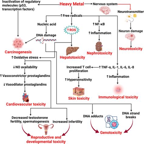 Mechanism of heavy metal toxicity in human. | Download Scientific Diagram