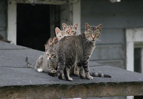 Feral Cat Mom and 3 Kittens | This feral cat mom has three k… | Flickr