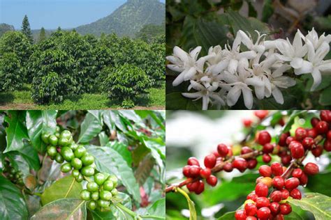 How is Coffee Made: The Journey of Coffee from Seeds to Cup – Ecooe Life