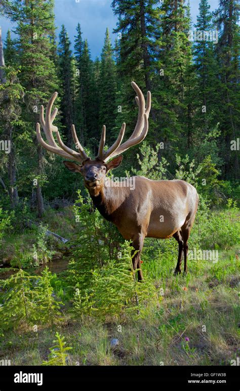 Wildlife () in Banff National Park, Canada Stock Photo - Alamy