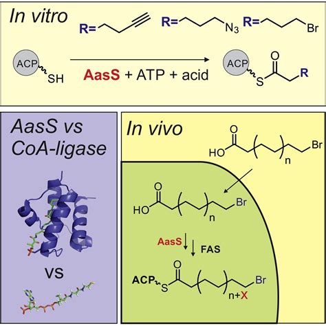 Versatility of Acyl-Acyl Carrier Protein Synthetases: Chemistry & Biology