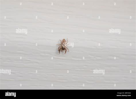 Common orb weaver spider on white background Stock Photo - Alamy