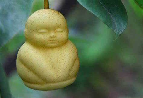 Buddha Shaped Pears | Fruit, Weird fruit, Pear