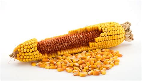 How to Harvest Corn Seeds | Garden Guides