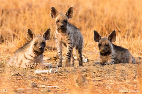 Endearing Striped hyena cubs with huge ears! : r/hyenas