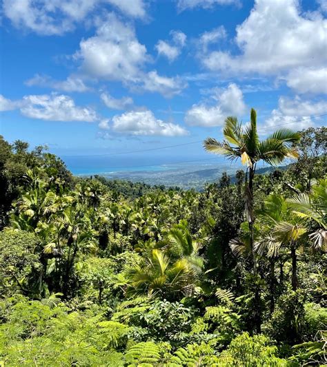 Happyly: El Yunque National Forest