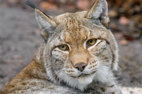 Premium Photo | Eurasian lynx in the natural environment eurasian lynx in forest