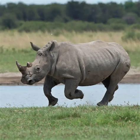 How Fast Can a Rhino Run? Top Speed & Distance