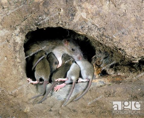 Brown / Norway / Common Rat - in burrow with young suckling (Rattus norvegicus), Stock Photo ...