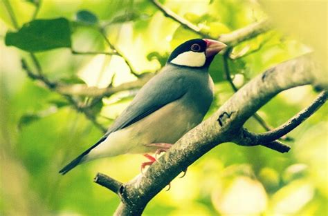 22 Jenis Burung Kicau Lengkap Beserta Foto dan Namanya - HoBinatang