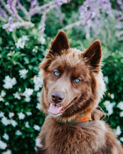 This Brown Siberian Husky Is One of the Most Beautiful Dogs on Instagram