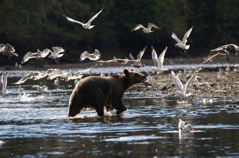 BC SPCA applauds government move to end grizzly bear trophy hunt - The Nelson Daily