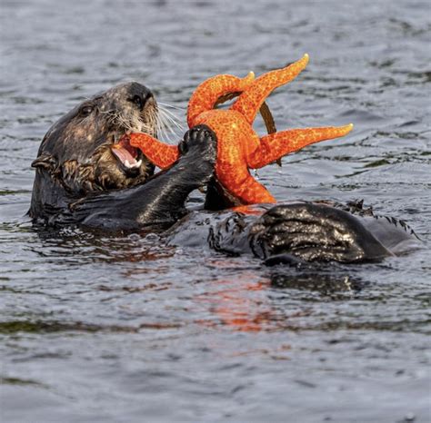 Sea otter casually eating a giant starfish alive : r/natureismetal