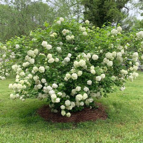 Snowball Bushes for Sale | BrighterBlooms.com