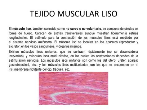 Tejido muscular