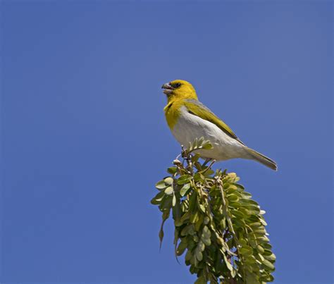 Palila | This palila (Loxioides bailleui) was singing away a… | Flickr