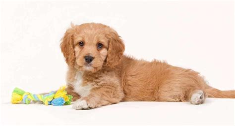 Full Grown Cavapoo Adult Size, Weight and Height