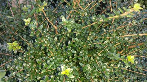 Lonicera Nitida |Maryflower