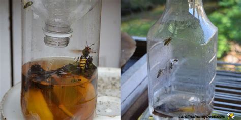 Yellow Jacket Trap: Easy DIY Wasp Trap - Carolina Honeybees