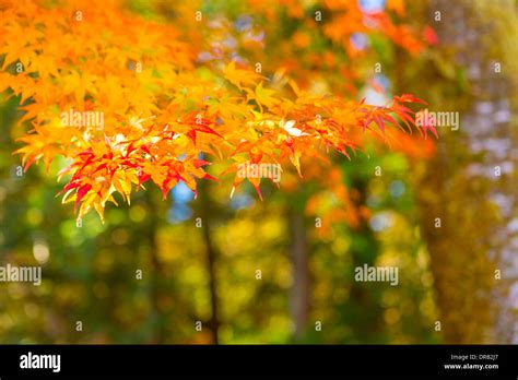 Autumn leaves in Japan Stock Photo - Alamy